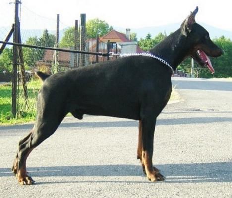 Conall Moravia Heart | Black Doberman Pinscher