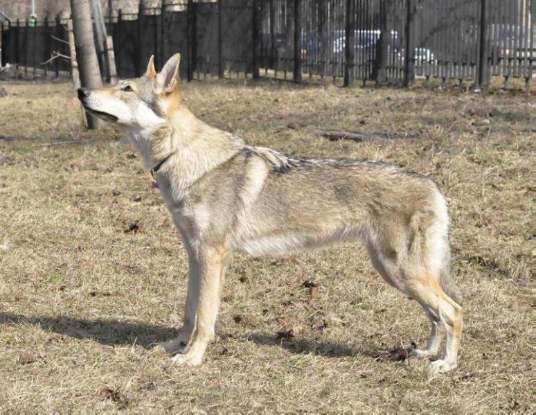 Varvara krasa iz vitairii | Czechoslovakian Wolfdog 