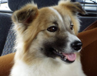 Menjarinn Katla | Icelandic Sheepdog 