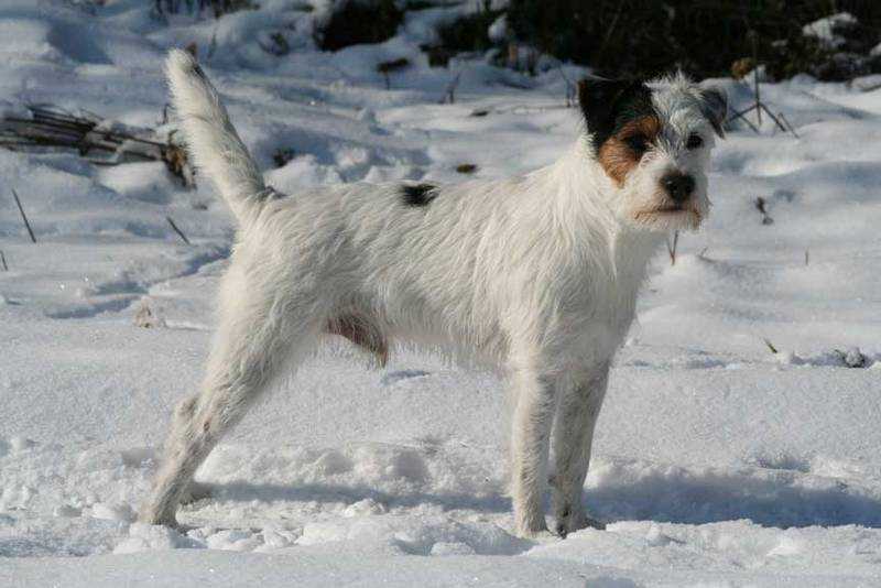 Falco vom Lothar Sturm | Parson Russell Terrier 