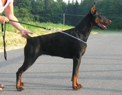 Chakori Moravia Heart | Black Doberman Pinscher