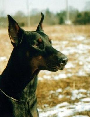 Dona Majstersztyk | Black Doberman Pinscher