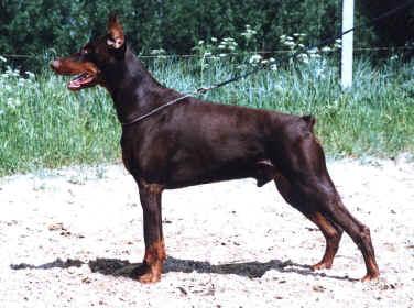 Kenath Kuschi v. Diaspora | Brown Doberman Pinscher