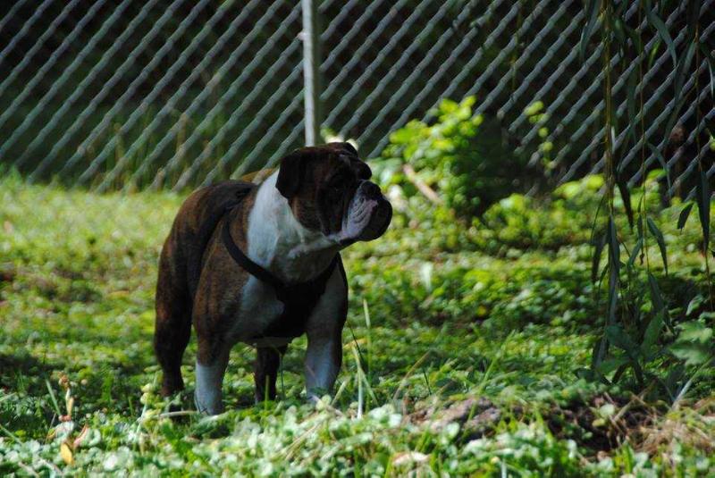 Grandma Beth's Petunia | Olde English Bulldogge 