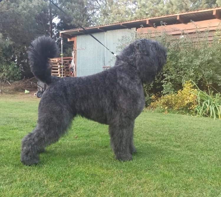 BENTLEY Bouviery z Regla | Bouvier des Flandres 