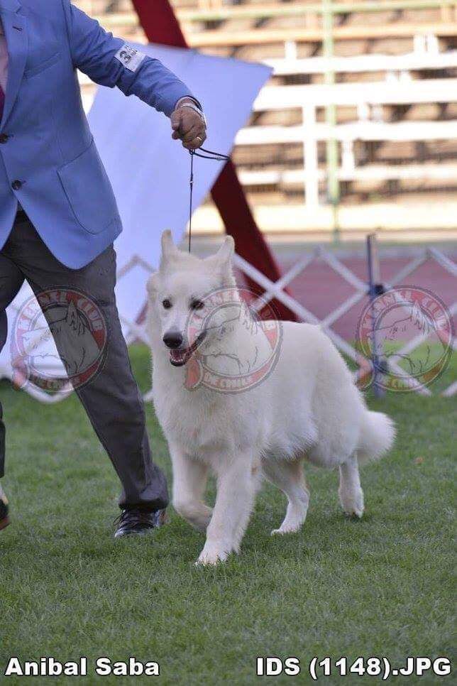 Melisandre De La Condesa del Alba | White Swiss Shepherd Dog 