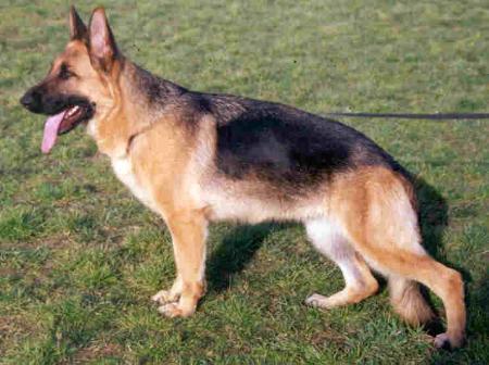 Jonda Blue-Iris | German Shepherd Dog 