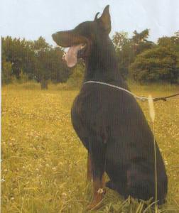 Justus Les Deux Peupliers | Black Doberman Pinscher