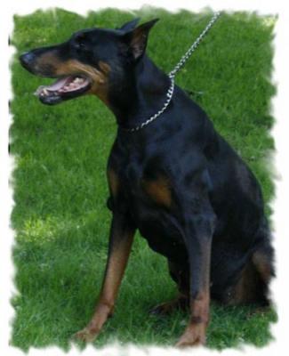 Jasmyn-Jade Les Deux Peupliers | Black Doberman Pinscher