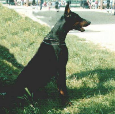Vartan del Diamante Nero | Black Doberman Pinscher