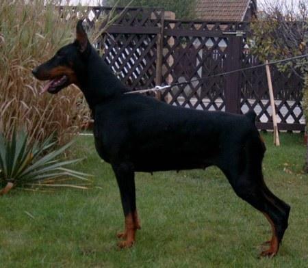 Brenda Bahia v. Ashanti | Black Doberman Pinscher