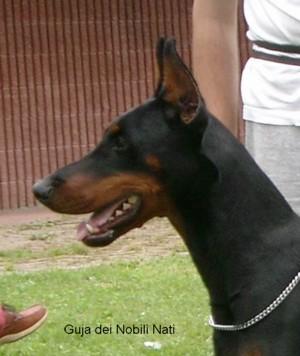 Guja dei Nobili Nati | Black Doberman Pinscher