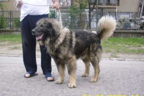 Luks | Yugoslavian Shepherd Dog-Sarplaninac 