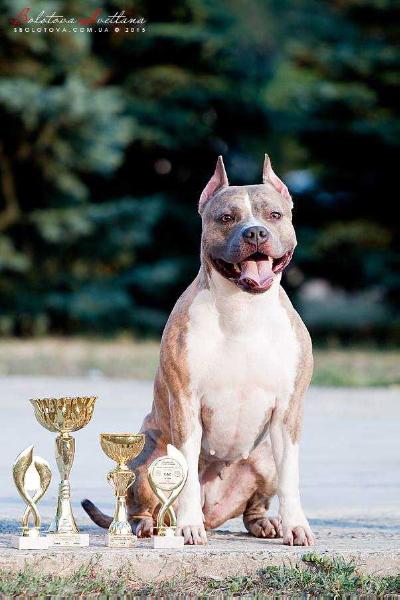 INDEPENDENT LADY S ALMAZNOGO OSTROVA | American Staffordshire Terrier 