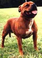 Warree Red Wallace | Staffordshire Bull Terrier 