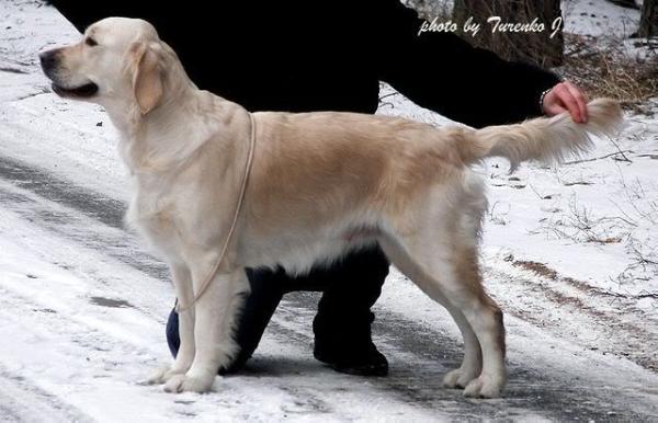 Gentle Queen Born to Win | Golden Retriever 