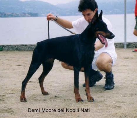 Demi Moore dei Nobili Nati | Black Doberman Pinscher