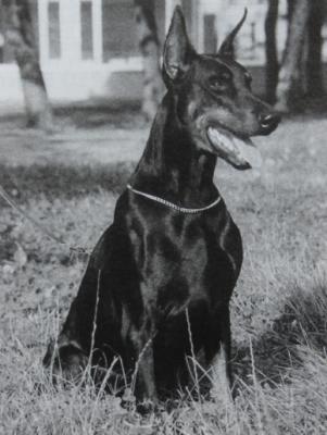 Lewis della Fortezza Vecchia | Black Doberman Pinscher