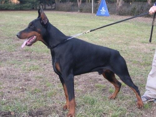 Nilo dei Nobili Nati | Black Doberman Pinscher