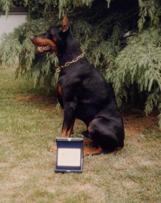 Nerone dei Nobili Nati | Black Doberman Pinscher