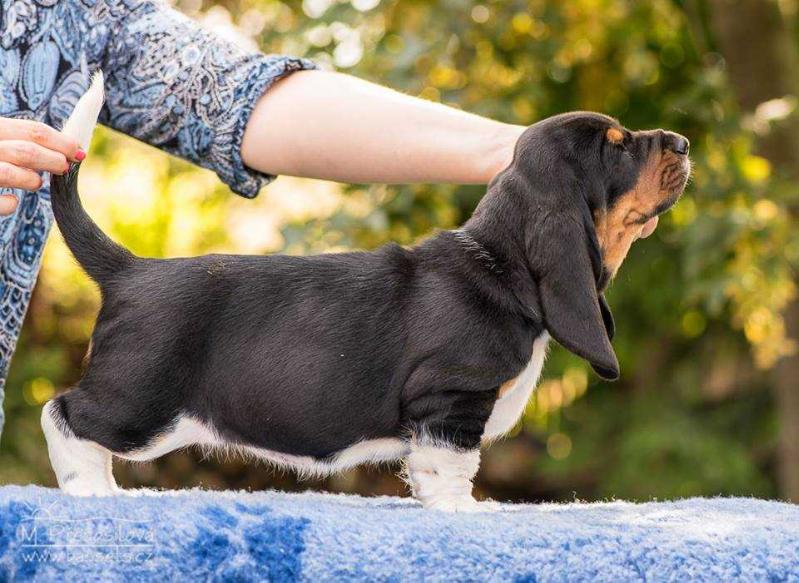 Uma Lady Barnett's | Basset Hound 