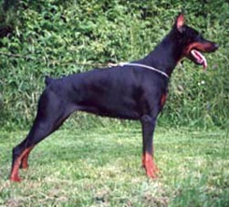 Demiris Vijoko di Matario | Black Doberman Pinscher