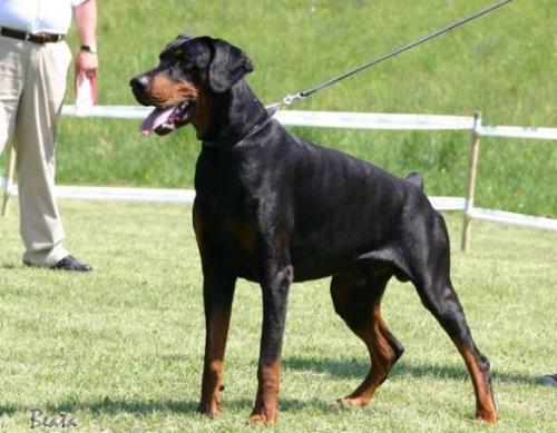 Jukon Cidemi di Matario | Black Doberman Pinscher