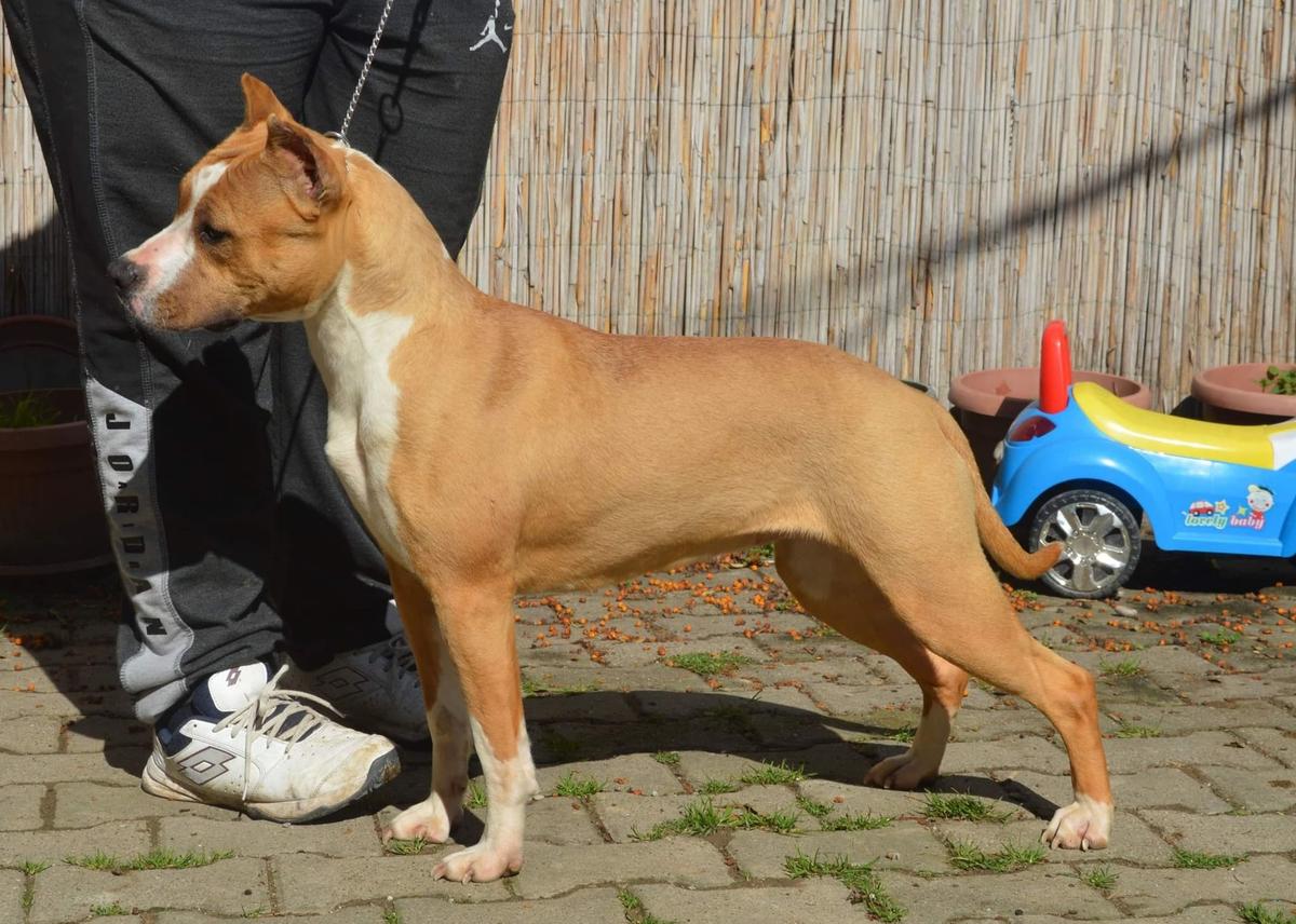 Hajdi Cosa Nostra Impero | American Staffordshire Terrier 