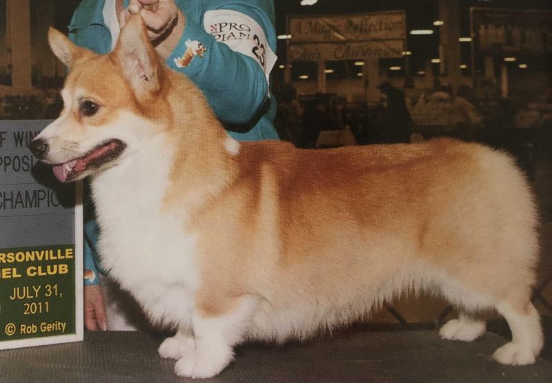 Tresaith's A Story To Be Told | Pembroke Welsh Corgi 