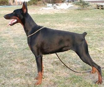 Hacima Z Padoku | Black Doberman Pinscher