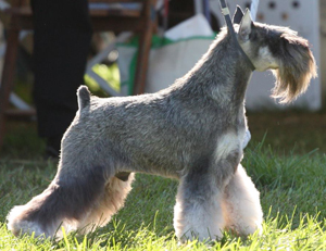 Tomar's Captain Morgan | Miniature Schnauzer 