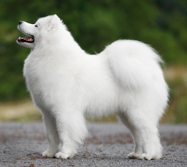 JANNU OF RIGOLETTO The Glow Of The Snowy Star | Samoyed 