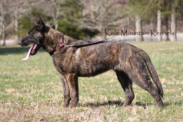 Kole Mountain's Drake | Dutch Shepherd 