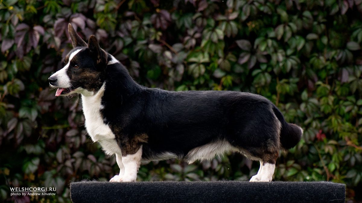 Aethwy Fernando | Cardigan Welsh Corgi 