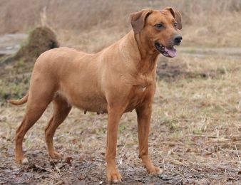 Nikol | Rhodesian Ridgeback 