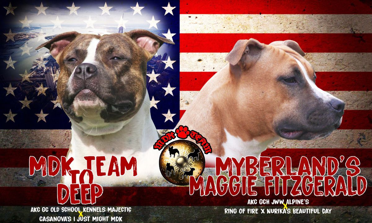 MDK Team Reboot the system | American Staffordshire Terrier 