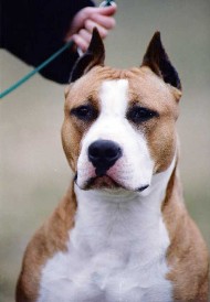 De Paco XZ Let The Sunshine | American Staffordshire Terrier 