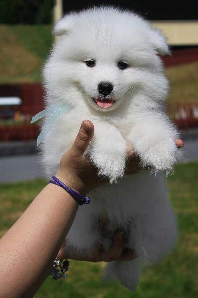 Dar Severa Irtysh Moguchiy | Samoyed 