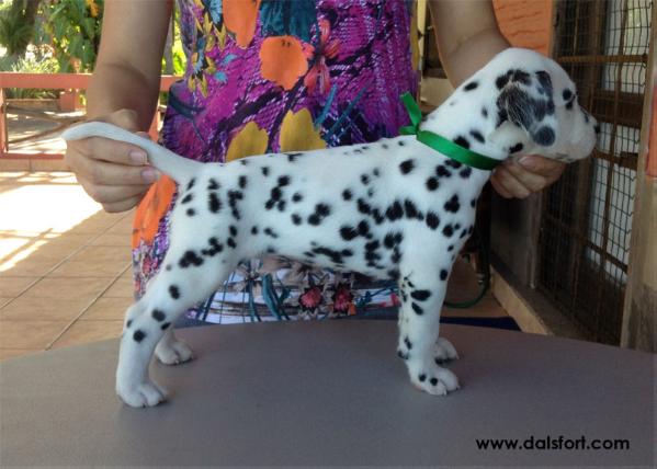 DALSFORT VII BJORN IRONSIDE | Dalmatian 