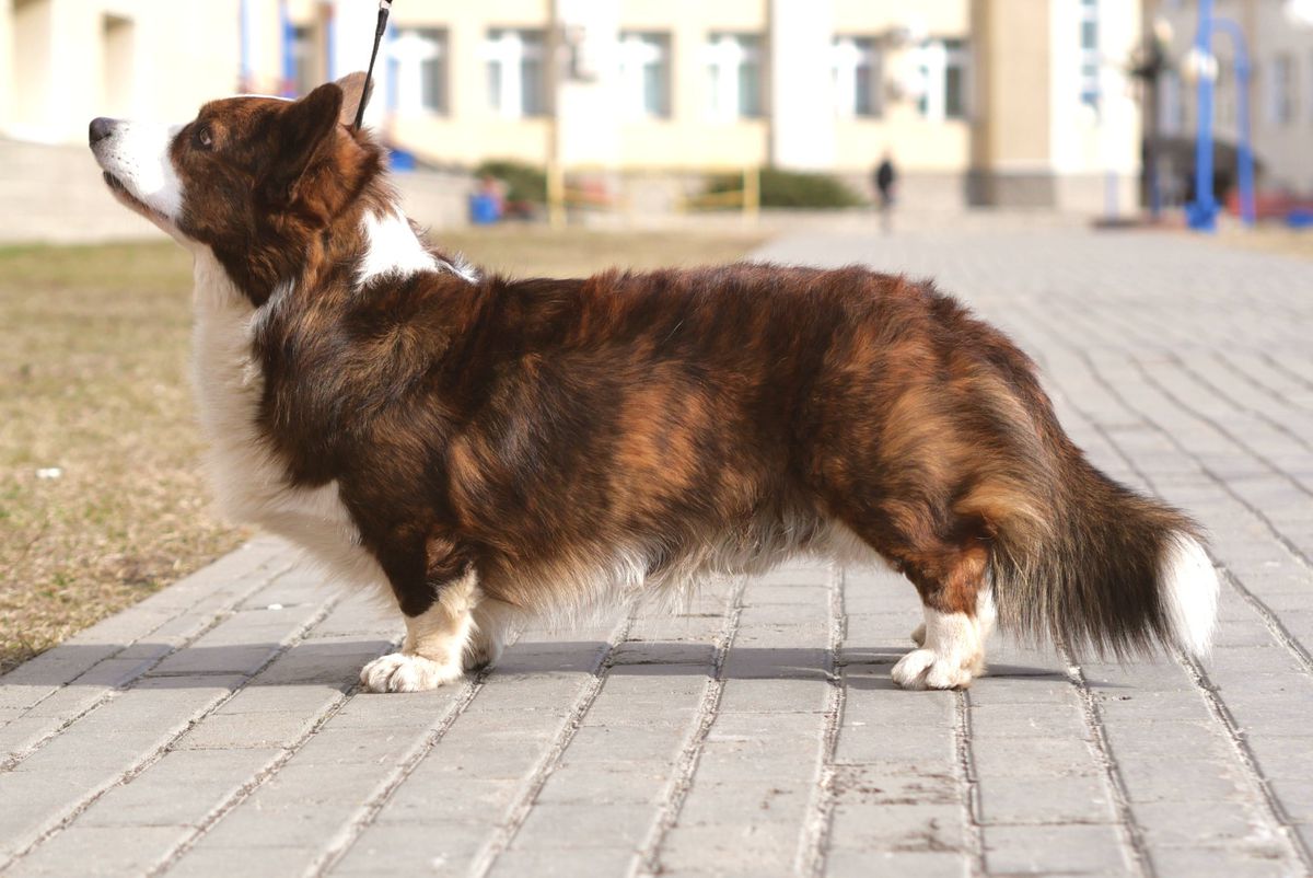 Teremok Nol-Nol-Sem | Cardigan Welsh Corgi 