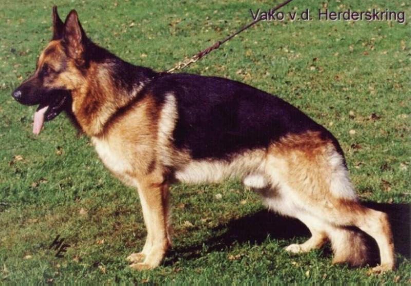 Vako von der Herderskring | German Shepherd Dog 