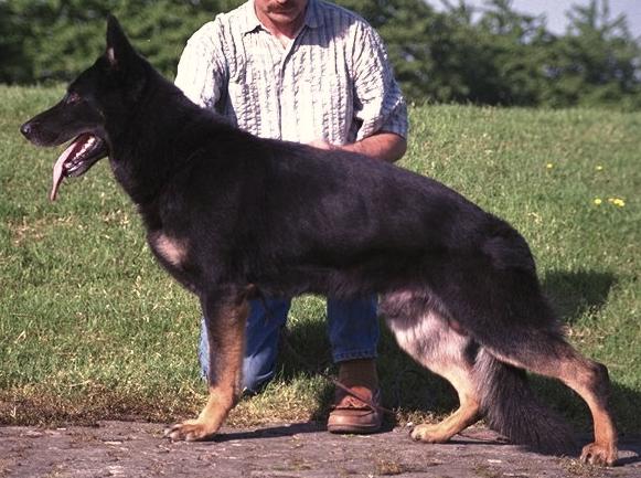 Iwan vom Rositahof | German Shepherd Dog 