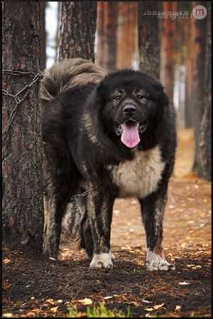 ATLANT IZ STOLITSY SIBIRI (RUS) | Caucasian Mountain Dog 