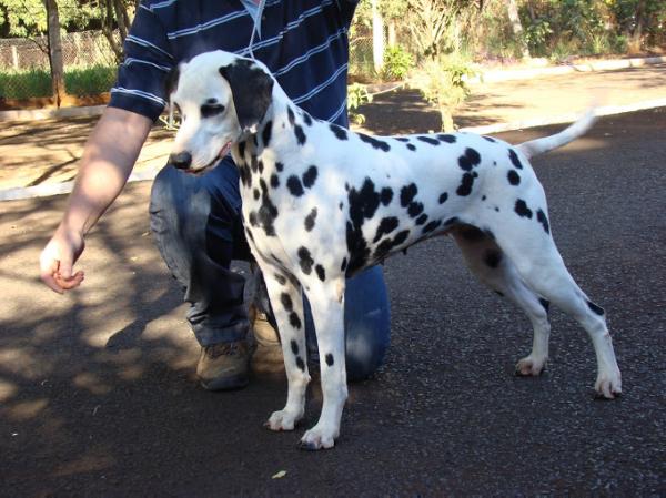 Nala of the Ebony Spots | Dalmatian 