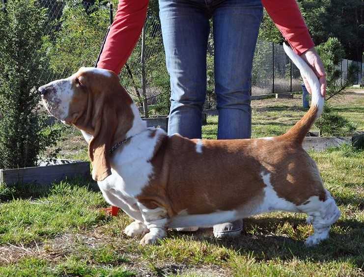 SOL DE MI ALMA Z Sennej Krainy FCI | Basset Hound 