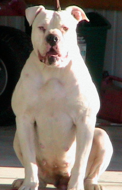 Bromley's Nubby Of RD, NKC | American Bulldog 