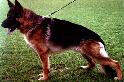 Watz vom Bisschofsheim | German Shepherd Dog 