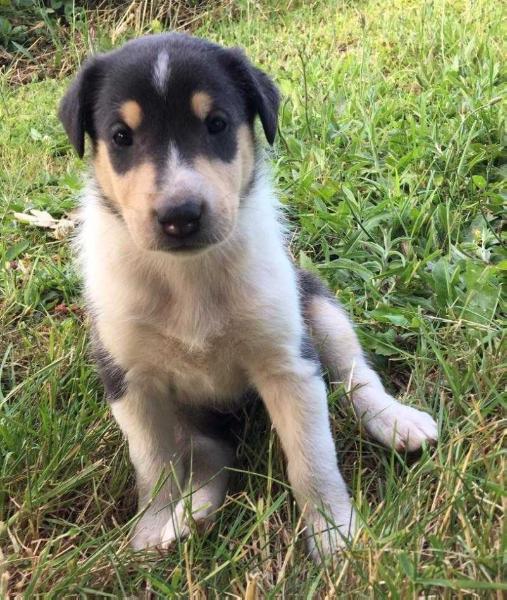 Lilly | Smooth Collie 