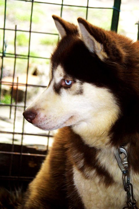 silver grizilly ''Red Mist'' | Siberian Husky 