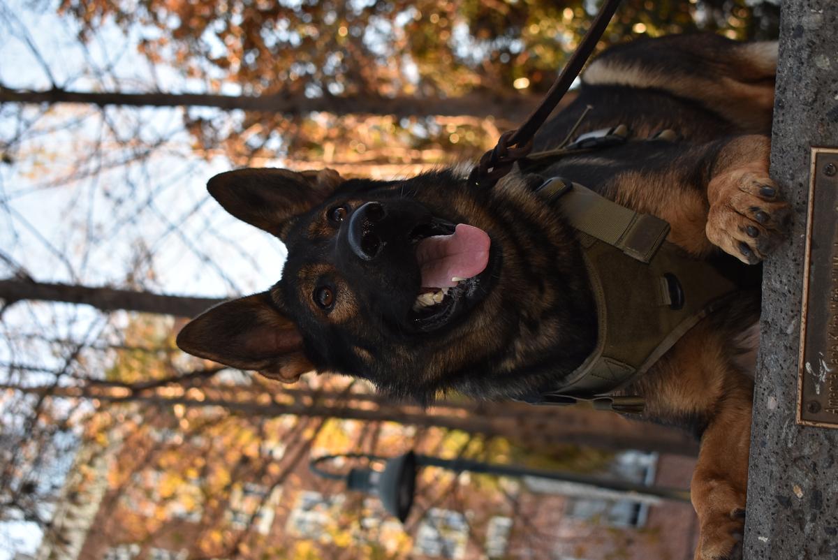 Qasem Von Tajgetosz | German Shepherd Dog 